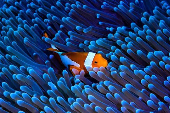 Découverte d'un poisson clown à Raja Ampat