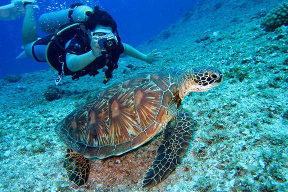 Nage avec une tortue marine dans les eaux de Raja Ampat