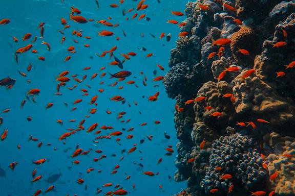 Découverte des coreaux et poissons dans les eaux de Raja Ampat