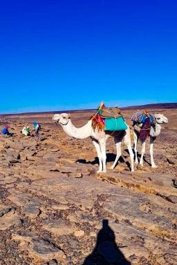Randonnée avec des chameaux dans l'oued Djerat
