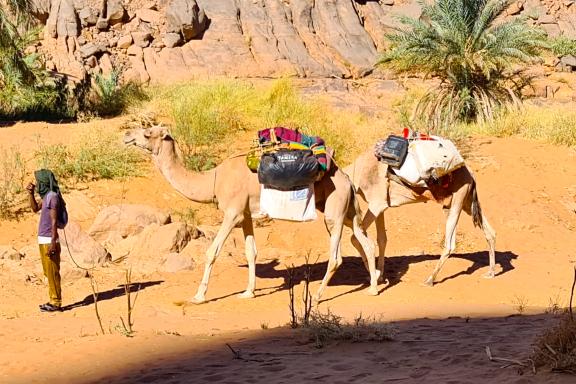 Randonnée chamelière dans l'oued Djerat
