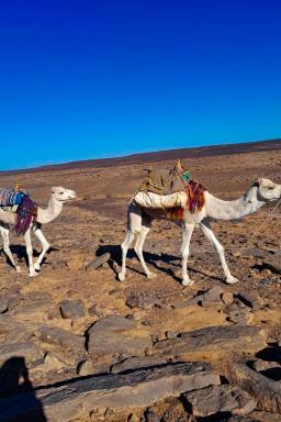 Randonnée chamelière dans l'oued Djerat