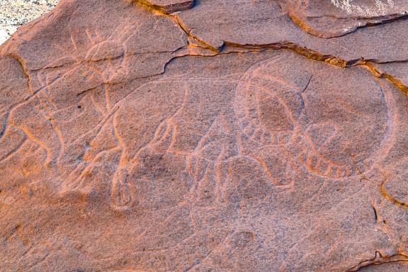 Trekking avec gravure d'un buffle dans l'oued Djerat