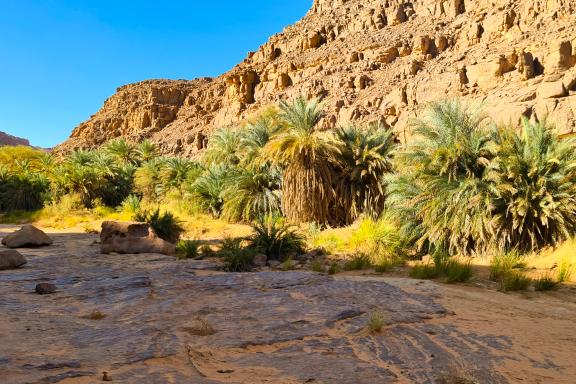 Trekking à la palmeraie de l'oued Djerat