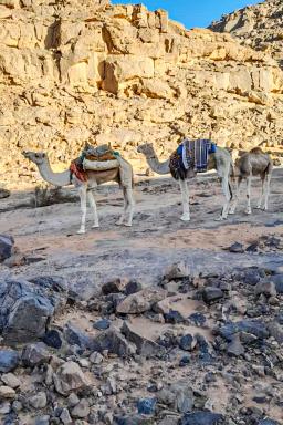 Randonnée avec des chameaux dans l'oued Djerat