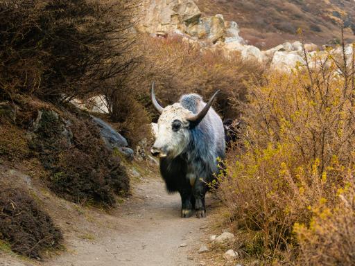 Nepal, Langtang trek