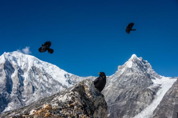 Nepal, Langtang trek, Tsergo Ri 4984 m