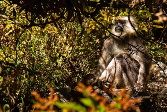 Nepal, Langtang trek