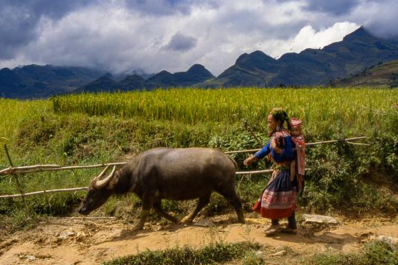 Randonnée avec une femme hmong fleur et son buffle dans la région de Bac Ha