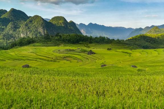 Trekking à travers un paysage de rizières dans la région de Pu Luong