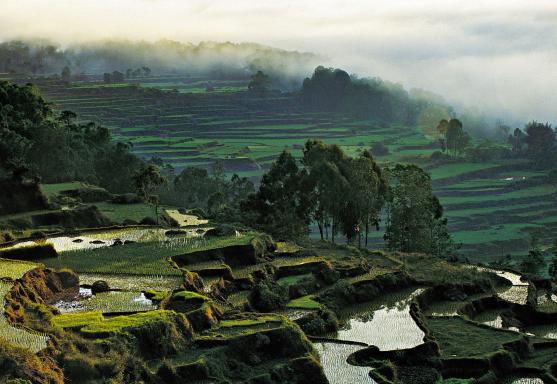 Voyage à travers des rizières en terrain volcanique sur Java est