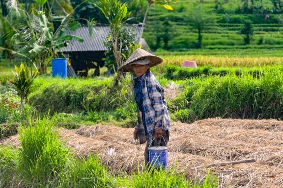 Trek et culture de rizières à Sidemen