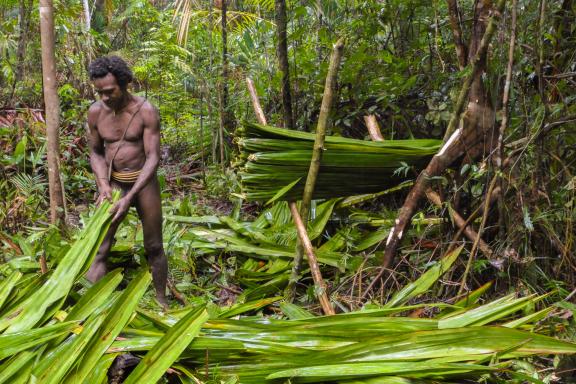 Trekking vers la collecte de feuilles de palme avec nos hôtes Korowai