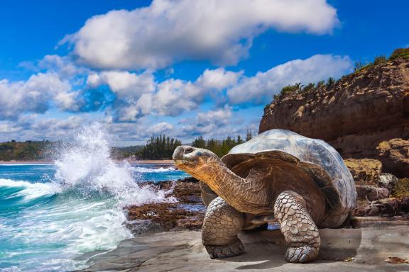 Galapagos Islands. Galapagos tortoise. Big turtle. Ecuador.