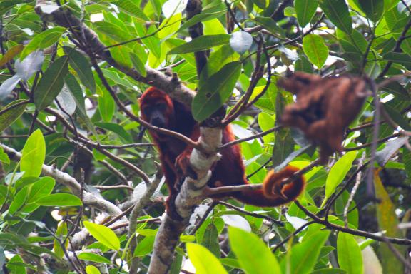 Waoranis en Amazonie équatorienne