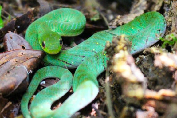 Waoranis en Amazonie équatorienne