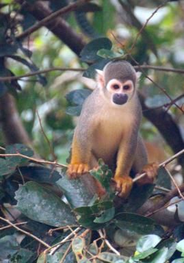Waoranis en Amazonie équatorienne
