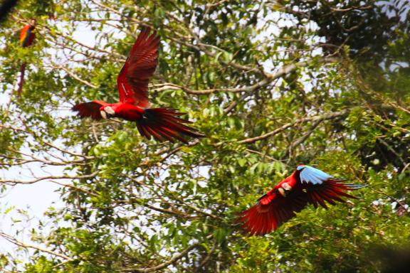 Waoranis en Amazonie équatorienne