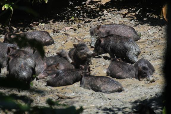 Waoranis en Amazonie équatorienne