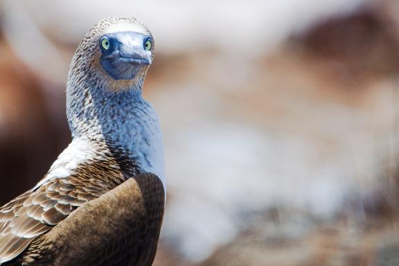 Blue footed booby, Sula nebouxii), Galapagos