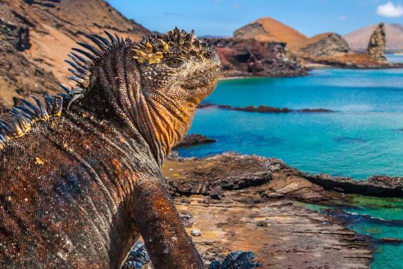 Galapagos Islands. Ecuador. Marine Iguana on the Pacific Ocean beach. The beach of the Galapagos Islands. Pacific Ocean.