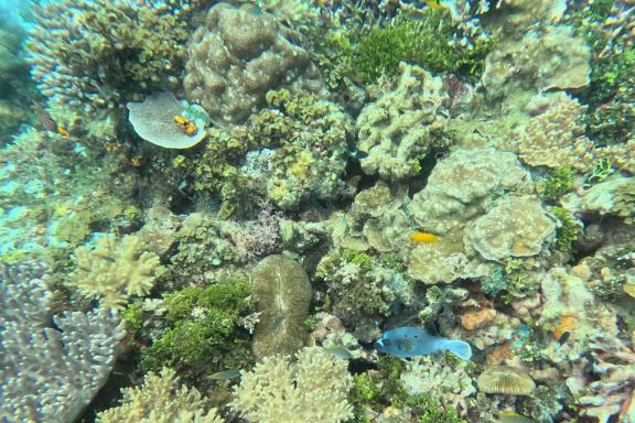 Découverte de récifs coralliens dans l'archipel des Moluques