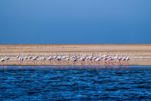 Balade avec les flamands roses sur les plages de l'Atlantique