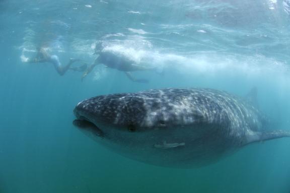 Approche d'un requin-baleine au large de Donsol