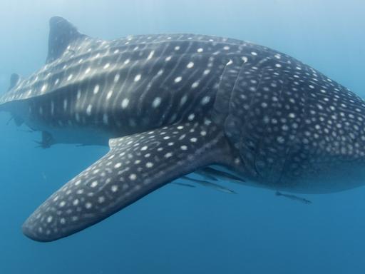 Navigation vers un requin-baleine près de Donsol au sud de Luzon
