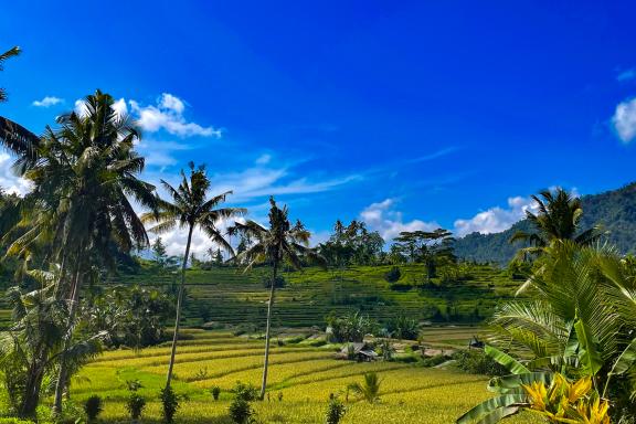 Trek aux rizières de Sidemen