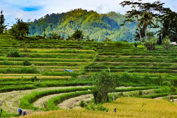 Trek et culture de rizières à Sidemen
