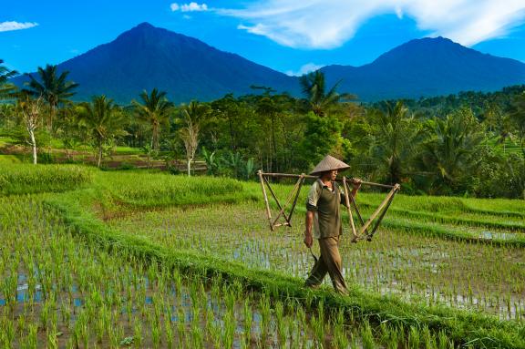 Trekking dans les rizières de la région du Kawah Ijen tout à l'est de Java