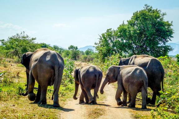 Safari et famille d'éléphants dans le parc national d'Ulawalawe