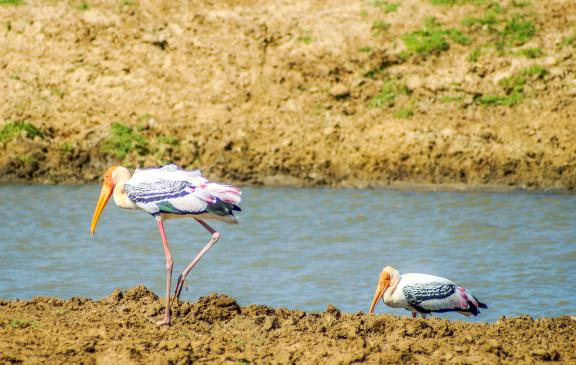 Safari dans le parc national d'Ulawalawe au Sri Lanka