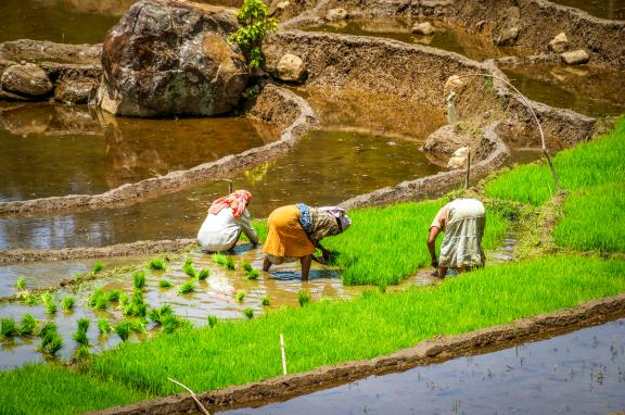 Rencontre avec des femmes repiquant du riz dans les environs de Meemure