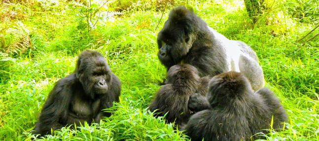 Groupe de gorilles des montagnes de Bwindi en Ouganda